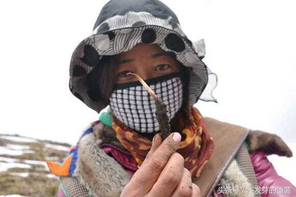 藏民采虫草视频,藏民挖虫草图片大全