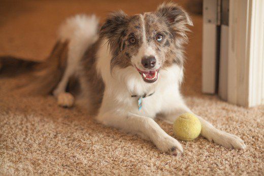 汪星人为什么不能摸我们的爪子,汪星人哪些奇葩的迷惑行为