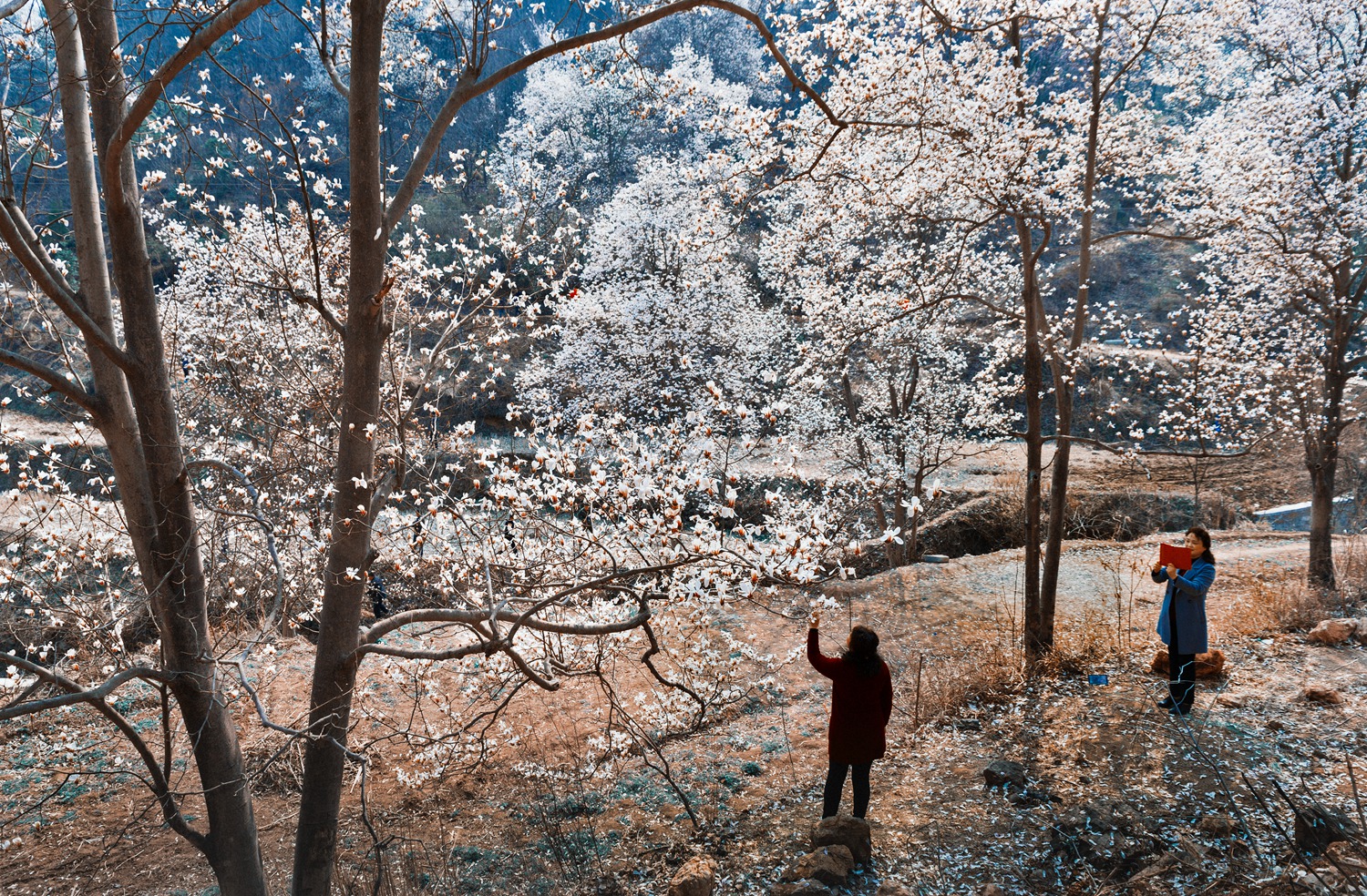 春花烂漫美景开怀,春花烂漫惹人醉满城尽带百花香