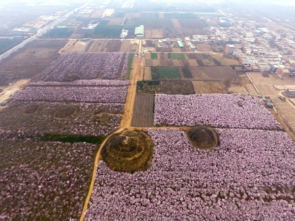 春花烂漫美景开怀,春花烂漫惹人醉满城尽带百花香