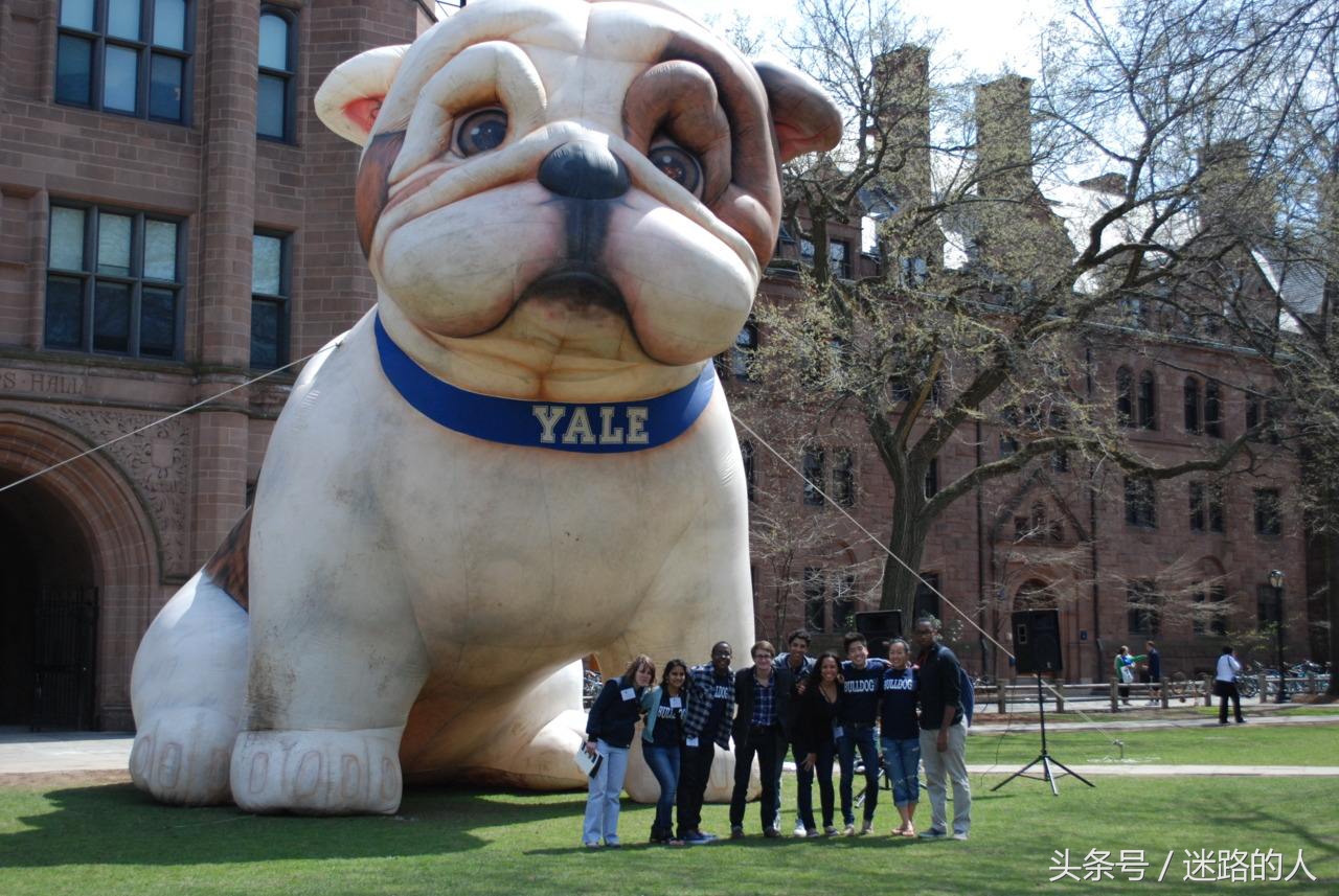 正宗的英国斗牛犬,人类的好朋友除了青蛙还有什么