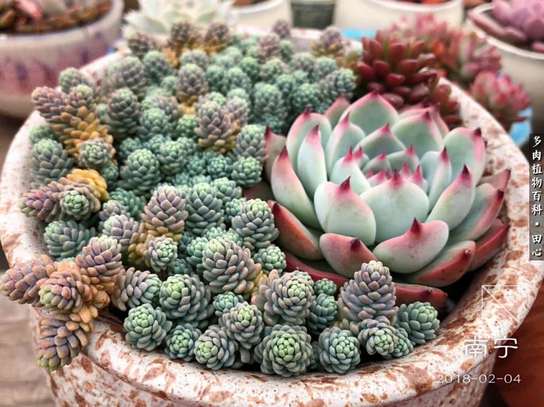 美肉再一次袭来，惊艳了时光，温柔了岁月！