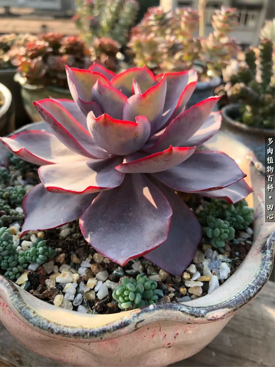 美肉再一次袭来，惊艳了时光，温柔了岁月！