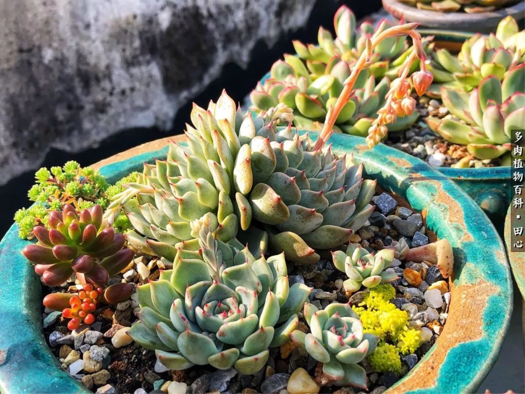 美肉再一次袭来，惊艳了时光，温柔了岁月！