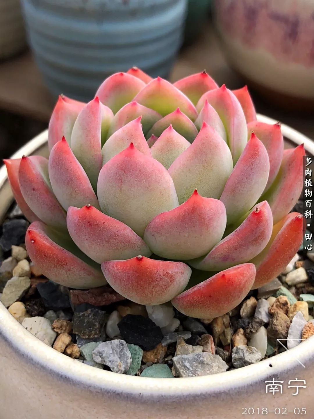 美肉再一次袭来，惊艳了时光，温柔了岁月！