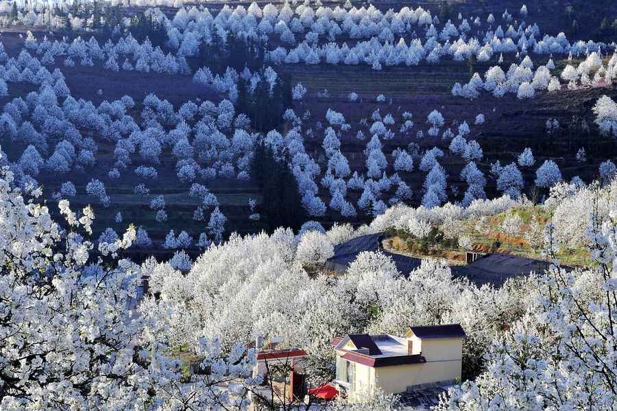 春花烂漫美景开怀,春花烂漫惹人醉满城尽带百花香