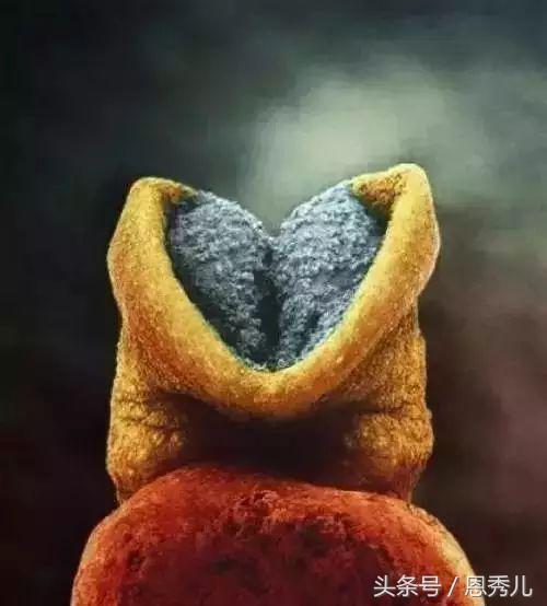 摄影大师花费10年，用镜头记录精子与卵子结合并发育成长的过程！