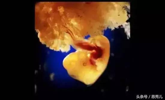 摄影大师花费10年，用镜头记录精子与卵子结合并发育成长的过程！