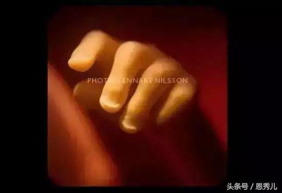 摄影大师花费10年，用镜头记录精子与卵子结合并发育成长的过程！