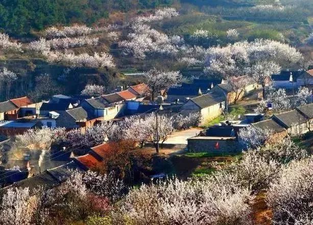 春花烂漫美景开怀,春花烂漫惹人醉满城尽带百花香