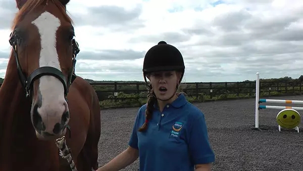 马的训练和养护,怎么让马到成熟期