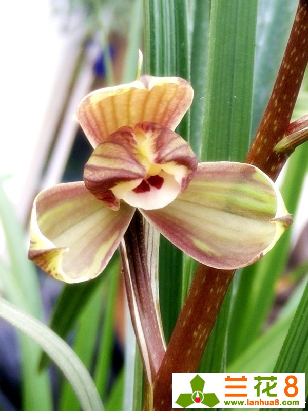 兰花什么品种叶片好看,从叶型上如何鉴别兰花品种