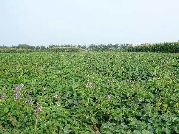 目前种植什么中药材比较适合,4月份种植的中药材