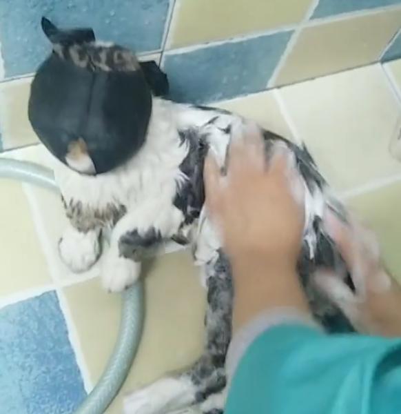 给猫咪洗澡必备的工具,给猫咪洗澡懒人神器