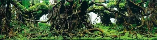 杜鹃根的采集和处理方法-水草缸造景