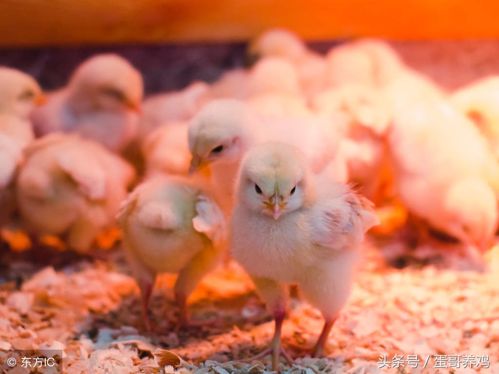 如何提高雏鸡育雏成活率,去年养的小鸡到现在不下蛋咋回事
