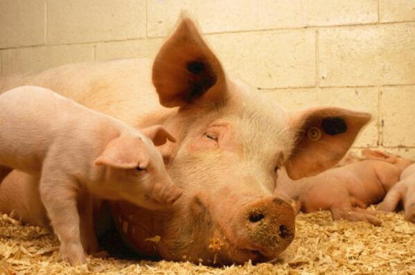 猪得了口蹄疫最快治疗方法是什么,猪得了口蹄疫病怎么治疗