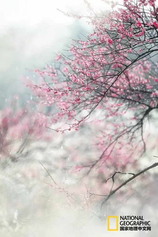 错过需再等一年!来南京看万株梅花海“淡粉宫妆”!