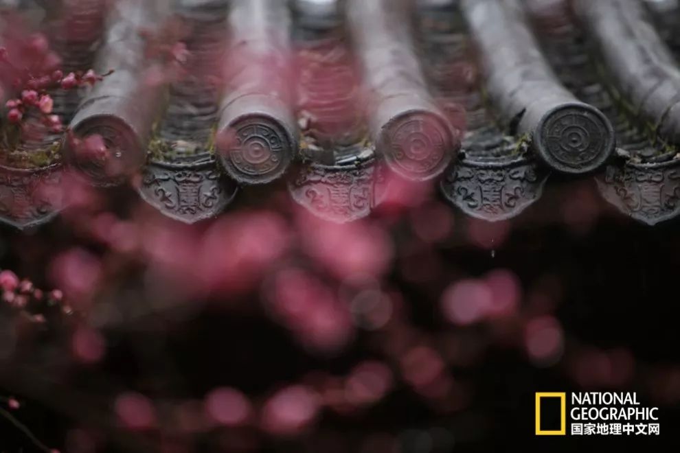 错过需再等一年!来南京看万株梅花海“淡粉宫妆”!