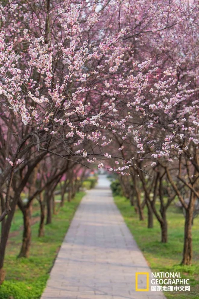 错过需再等一年!来南京看万株梅花海“淡粉宫妆”!