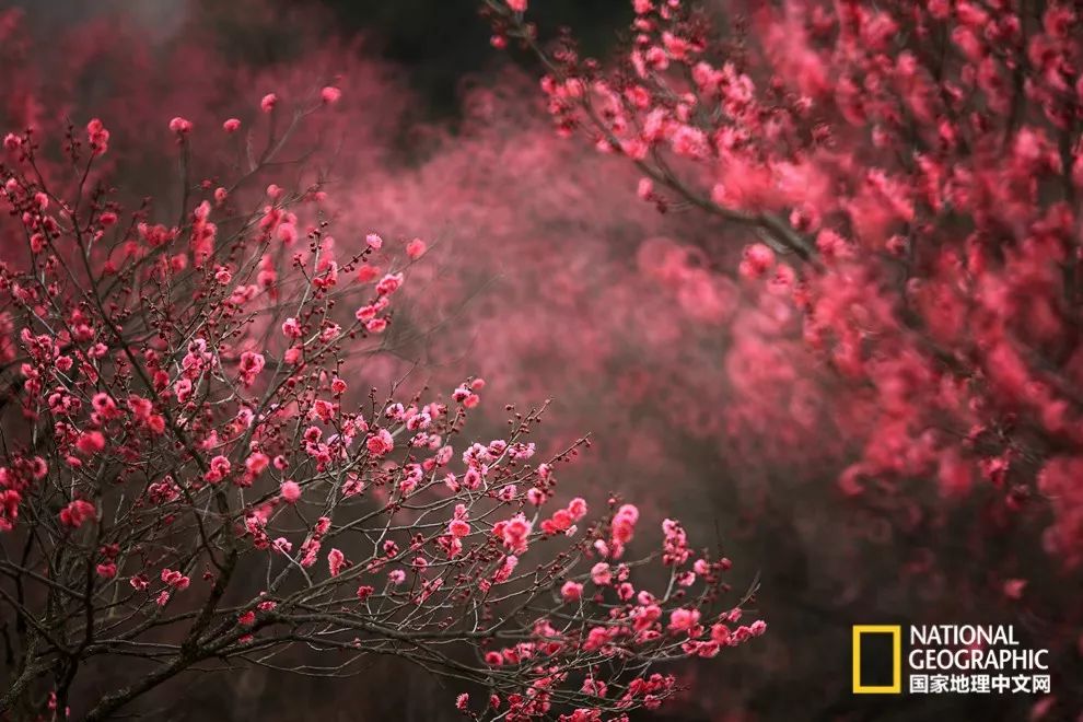 错过需再等一年!来南京看万株梅花海“淡粉宫妆”!