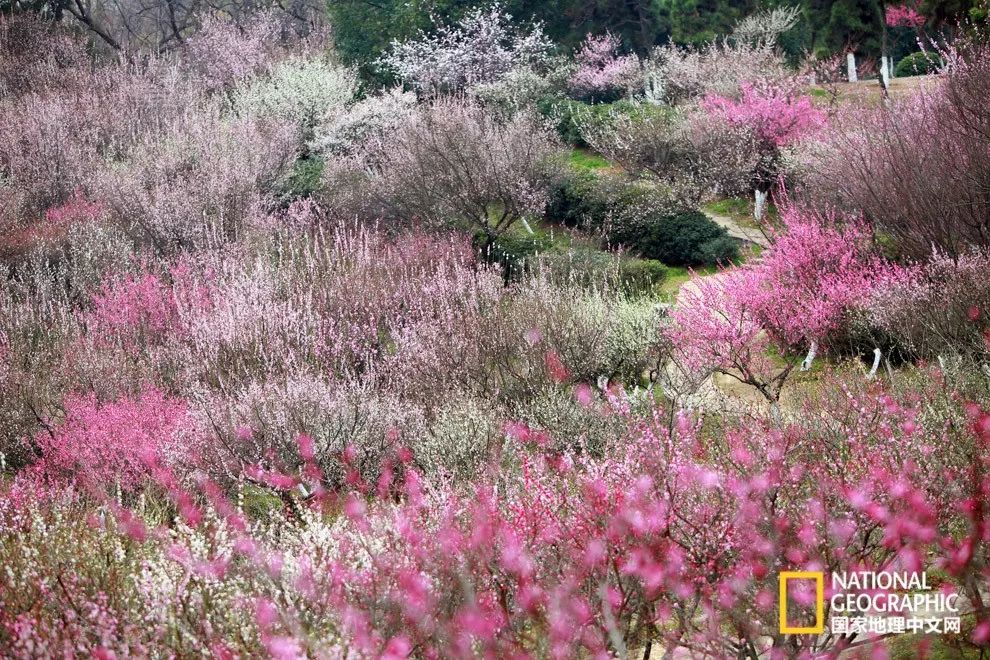 错过需再等一年!来南京看万株梅花海“淡粉宫妆”!
