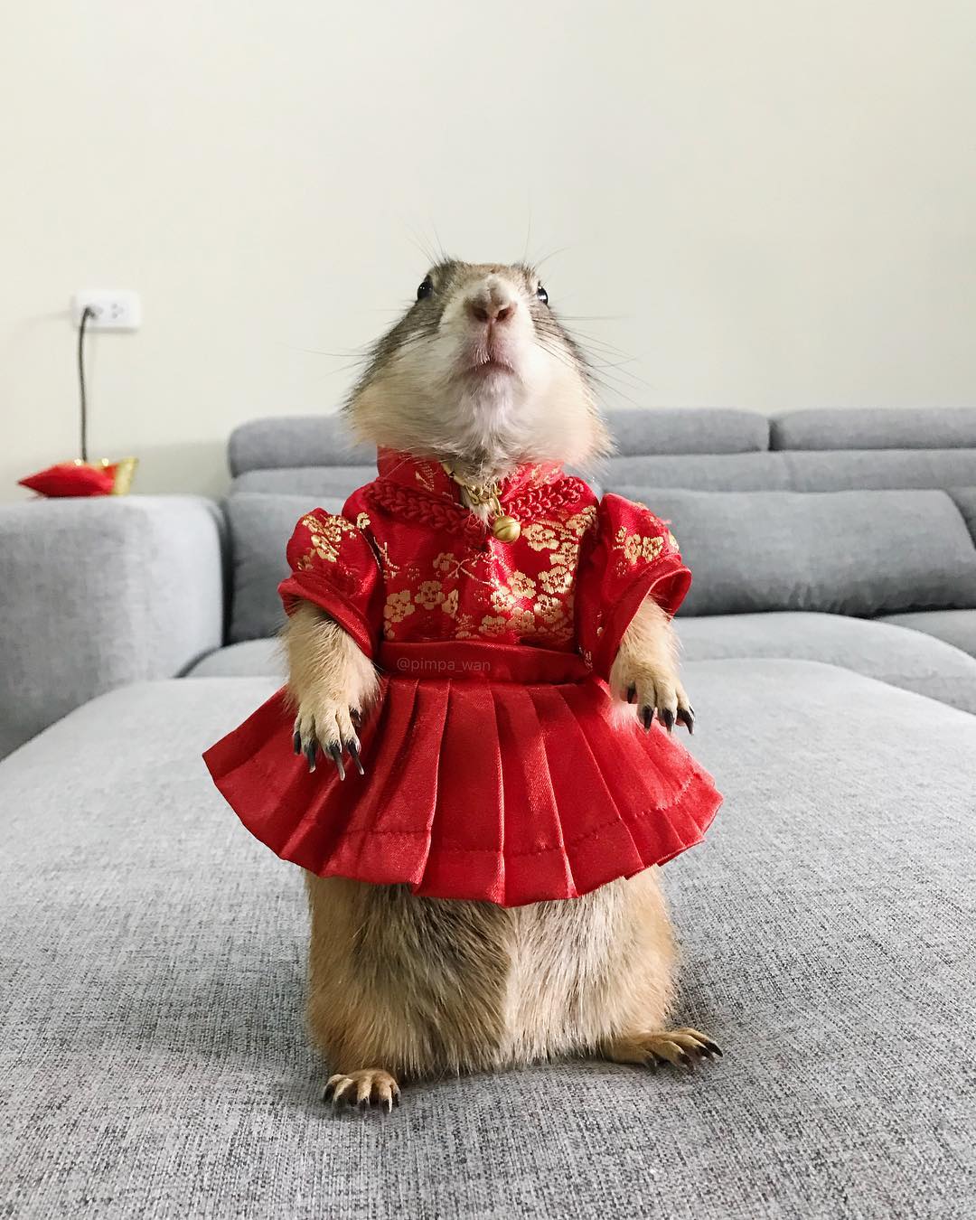 没有磨牙的东西怎么让仓鼠磨牙,有什么可以给仓鼠磨牙的吗