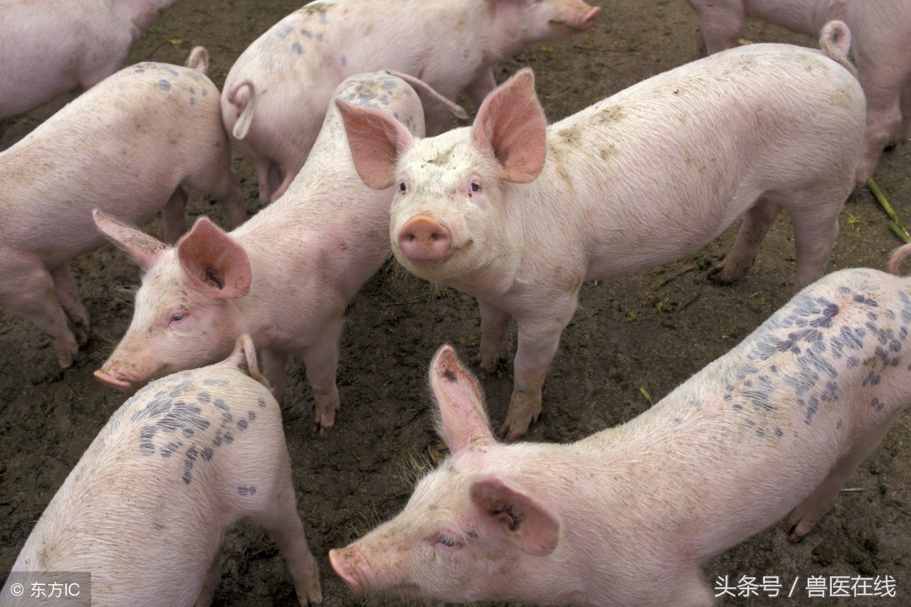 如何正确认识霉菌毒素对猪的危害！