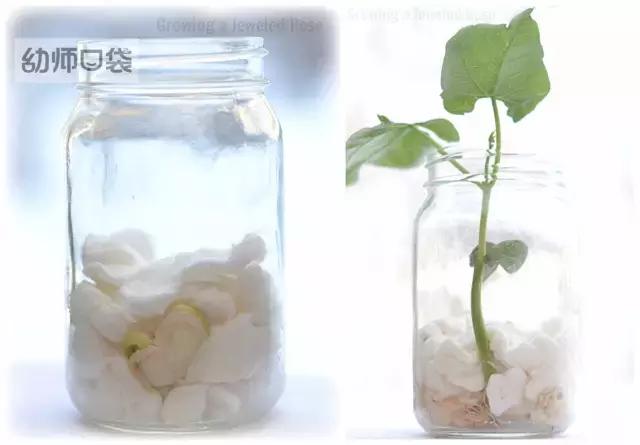 幼儿园春天植物角摆台,幼儿园植物角创意布置图片大全集