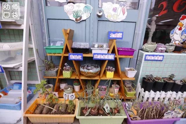 幼儿园春天植物角摆台,幼儿园植物角创意布置图片大全集