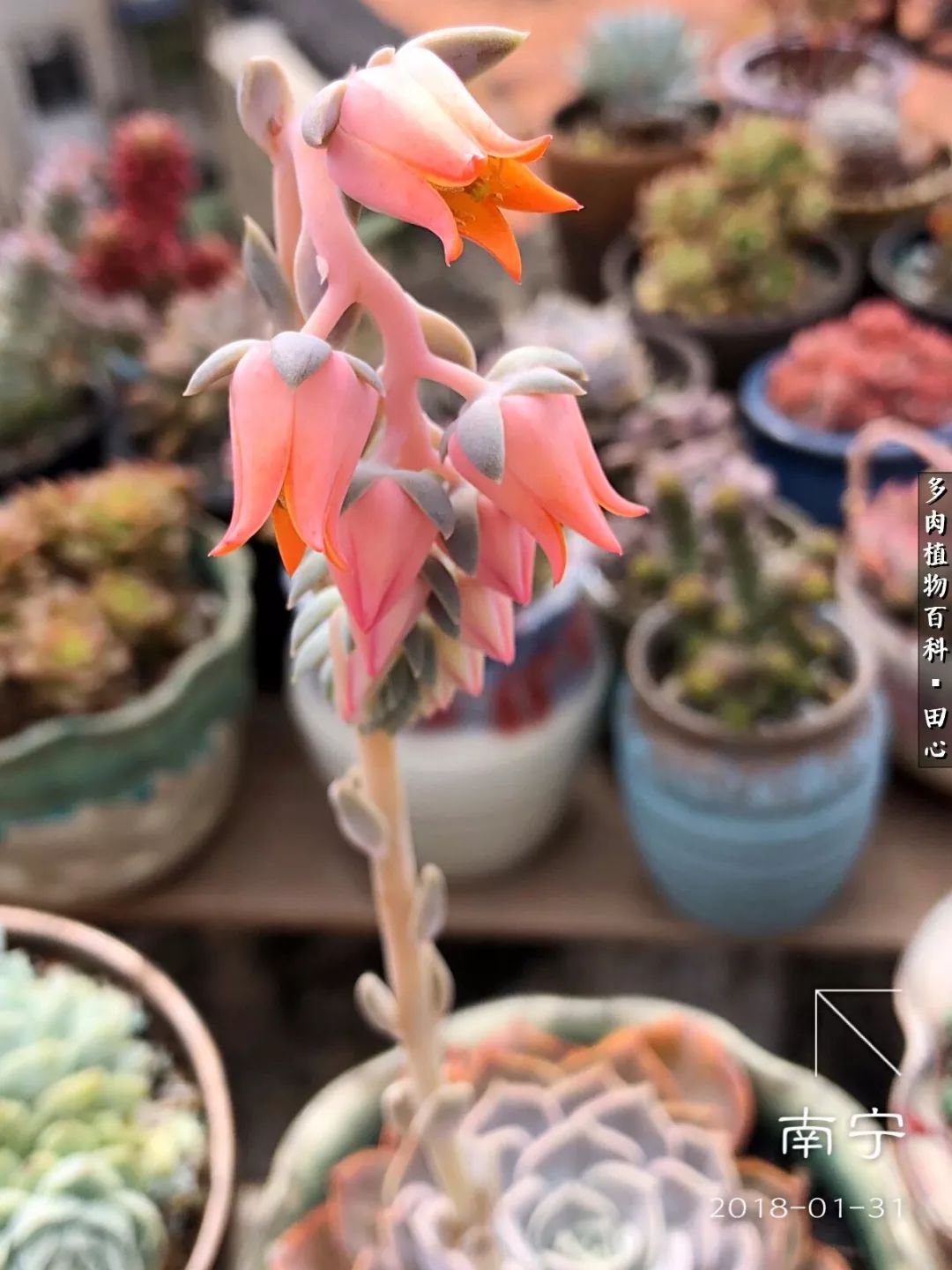 美肉再一次袭来，惊艳了时光，温柔了岁月！