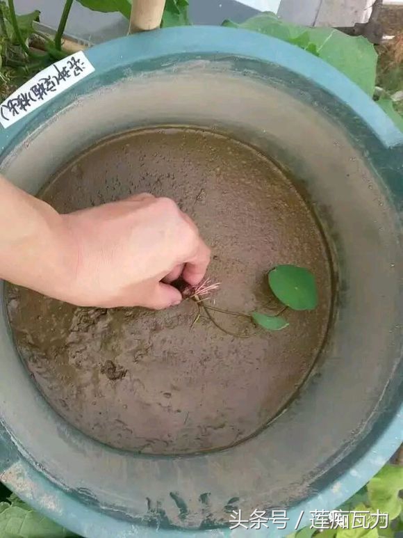 碗莲的种植方法水培碗莲,碗莲种子种植方法和注意事项图片