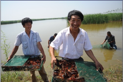 精养龙虾池怎么处理青苔,龙虾池青苔用什么除最好不伤虾苗