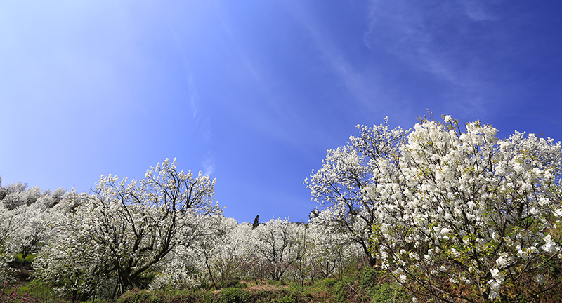 春花烂漫美景开怀,春花烂漫惹人醉满城尽带百花香