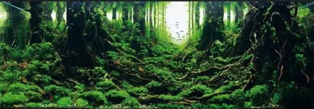 杜鹃根的采集和处理方法-水草缸造景