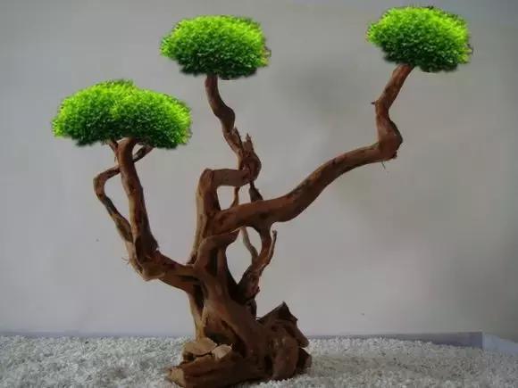 杜鹃根的采集和处理方法-水草缸造景