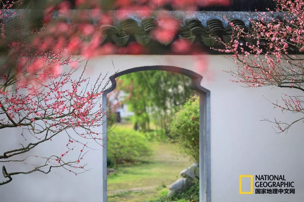 错过需再等一年!来南京看万株梅花海“淡粉宫妆”!