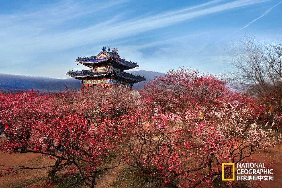 错过需再等一年!来南京看万株梅花海“淡粉宫妆”!