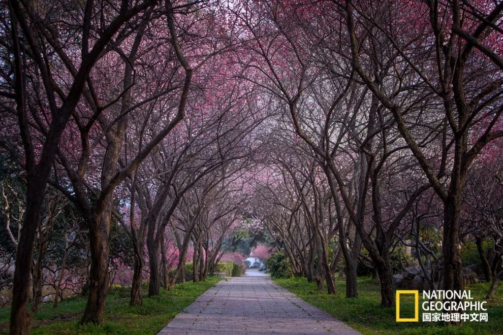 错过需再等一年!来南京看万株梅花海“淡粉宫妆”!