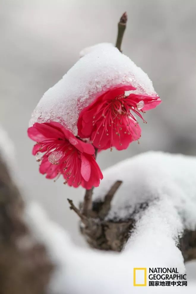 错过需再等一年!来南京看万株梅花海“淡粉宫妆”!