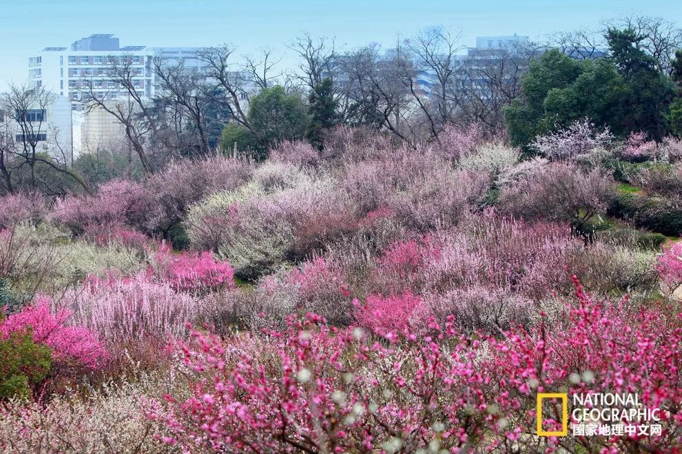 错过需再等一年!来南京看万株梅花海“淡粉宫妆”!