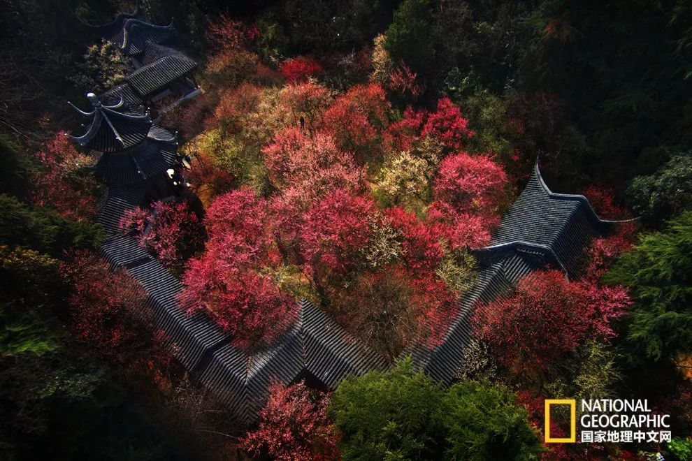 错过需再等一年!来南京看万株梅花海“淡粉宫妆”!