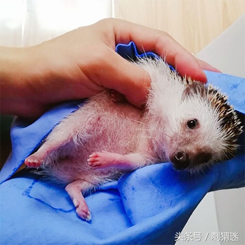 饲养宠物刺猬需要注意什么？这些你应该知道！