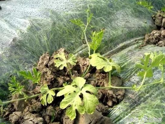 西瓜苗沤根怎么办,西瓜根空心什么原因