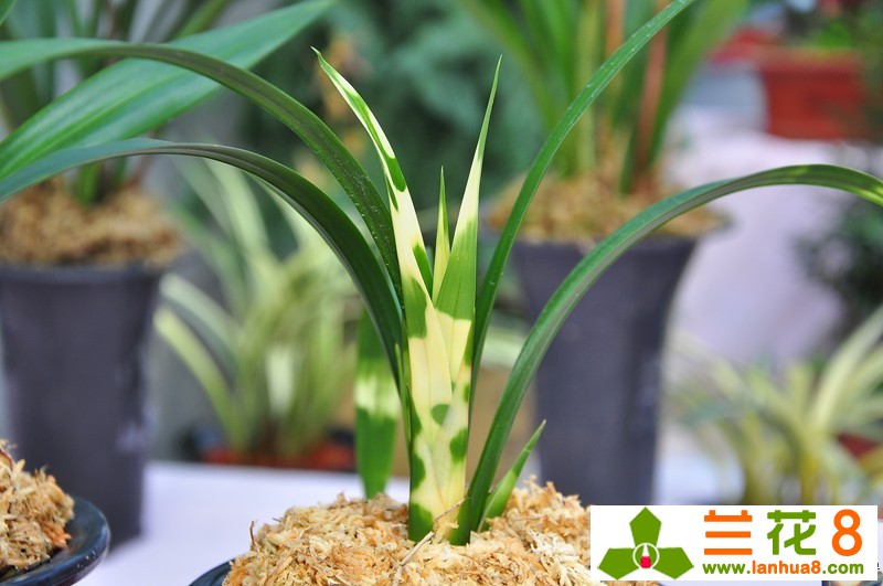 收到兰花脱水处理方法,兰花叶子脱水处理方法