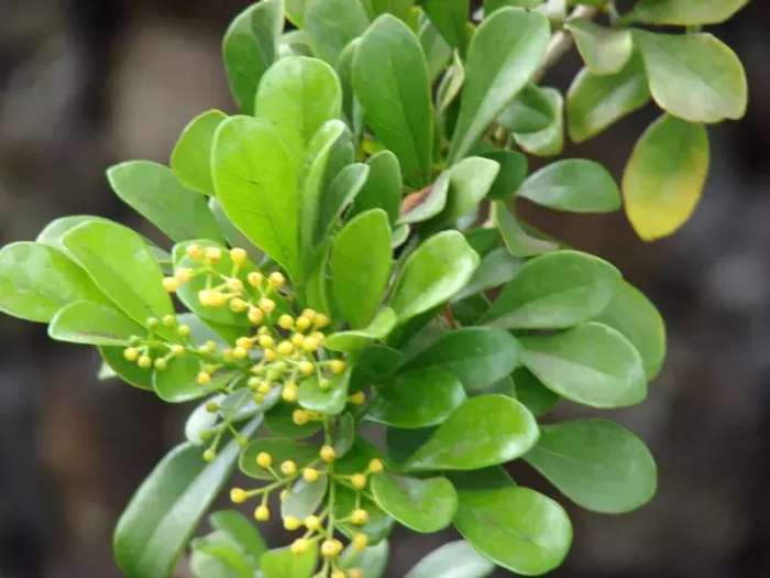 米兰花养殖方法米兰夏天能暴晒吗,米兰花怎样养又粗又壮