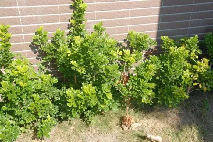 米兰花养殖方法米兰夏天能暴晒吗,米兰花怎样养又粗又壮