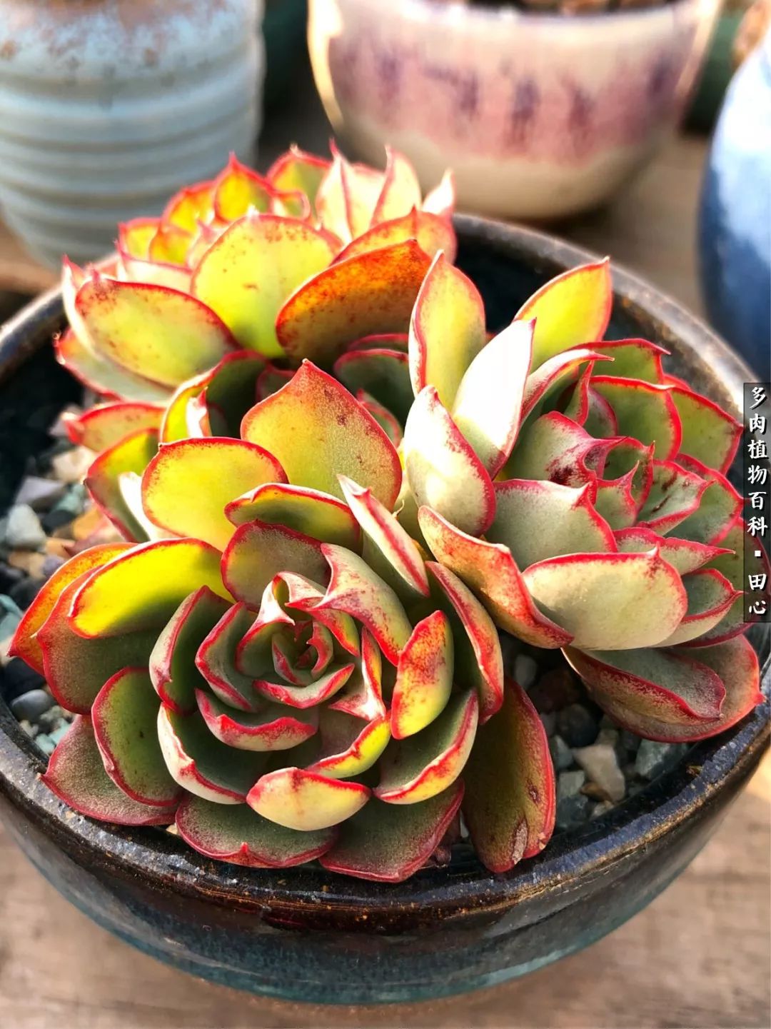 美肉再一次袭来，惊艳了时光，温柔了岁月！