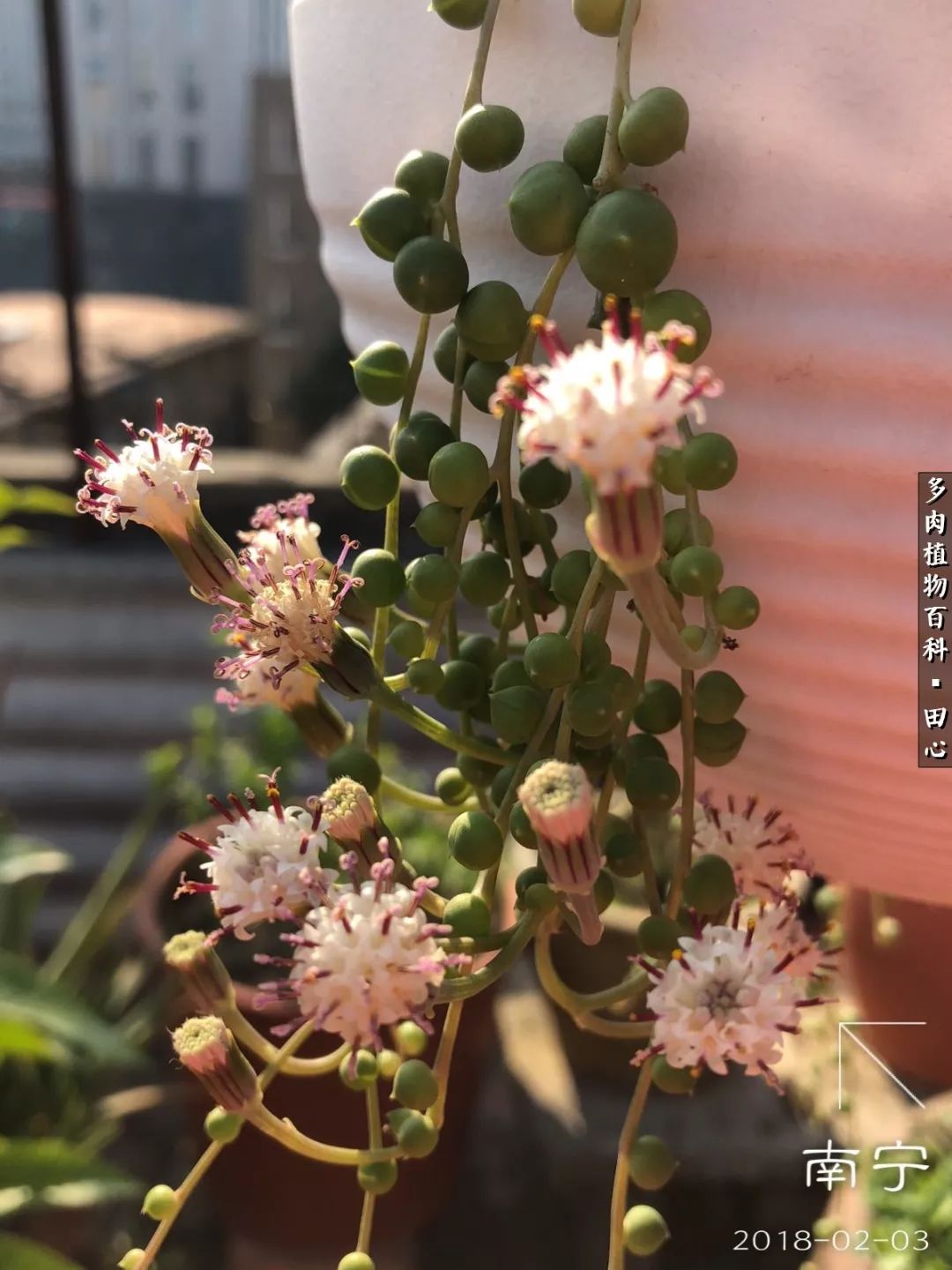 美肉再一次袭来，惊艳了时光，温柔了岁月！