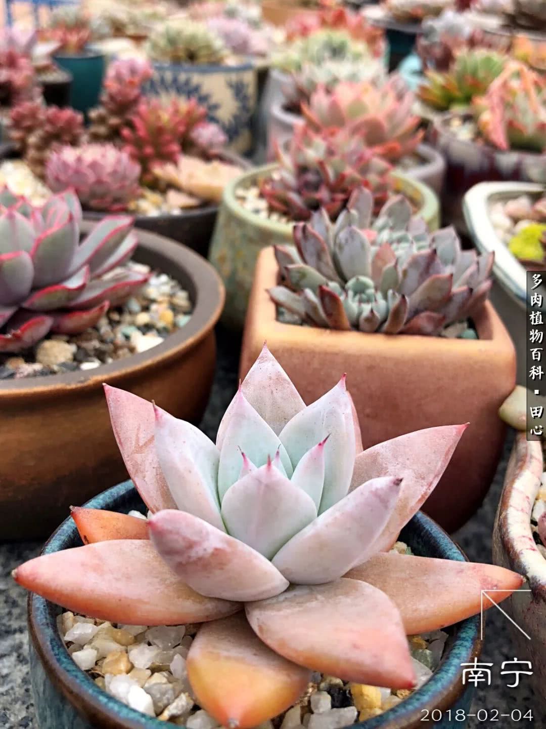 美肉再一次袭来，惊艳了时光，温柔了岁月！